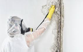 Trusted Toledo, IA Mold Removal Experts